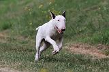 BULL TERRIER 011